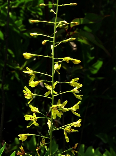{Lysimachia terrestris}